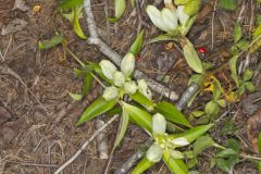 White Gentian, Gentiana Alba