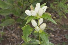 White Gentian, Gentiana Alba