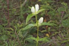 White Gentian, Gentiana Alba