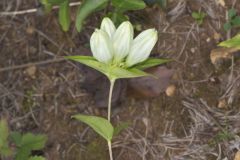 White Gentian, Gentiana Alba