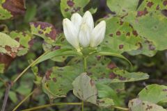 White Gentian, Gentiana Alba