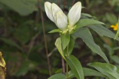 White Gentian, Gentiana Alba