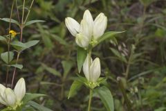 White Gentian, Gentiana Alba