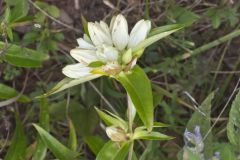 White Gentian, Gentiana Alba