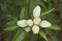 White Gentian, Gentiana Alba