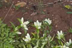 White Gentian, Gentiana Alba