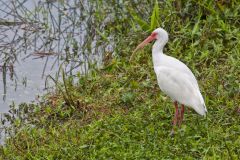 White Ibis, Eudocimus albus