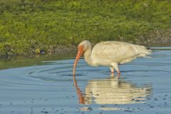 White Ibis, Eudocimus albus