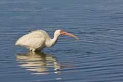 White Ibis, Eudocimus albus