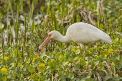 White Ibis, Eudocimus albus