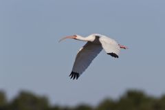 White Ibis, Eudocimus albus