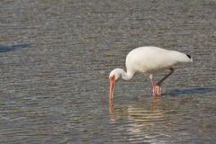 White Ibis, Eudocimus albus