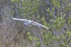 White Ibis, Eudocimus albus