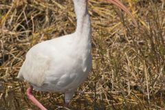 White Ibis, Eudocimus albus