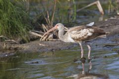 White Ibis, Eudocimus albus