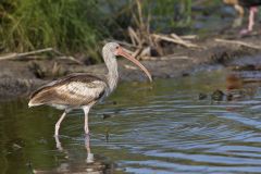 White Ibis, Eudocimus albus