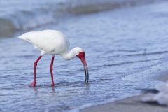 White Ibis, Eudocimus albus