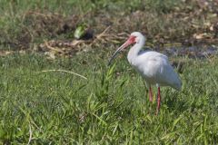 White Ibis, Eudocimus albus