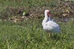 White Ibis, Eudocimus albus