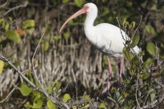 White Ibis, Eudocimus albus