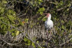 White Ibis, Eudocimus albus