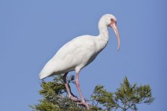 White Ibis, Eudocimus albus