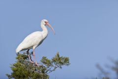 White Ibis, Eudocimus albus