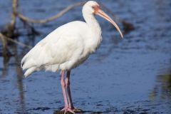 White Ibis, Eudocimus albus