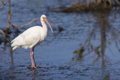 White Ibis, Eudocimus albus