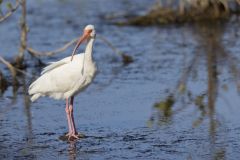 White Ibis, Eudocimus albus