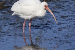 White Ibis, Eudocimus albus