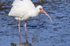 White Ibis, Eudocimus albus