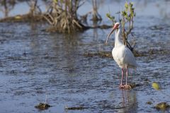 White Ibis, Eudocimus albus