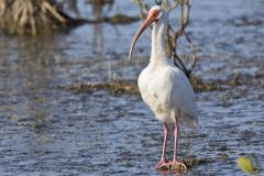 White Ibis, Eudocimus albus