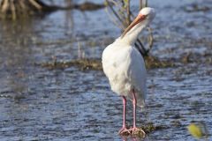 White Ibis, Eudocimus albus