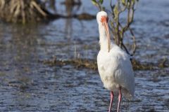 White Ibis, Eudocimus albus