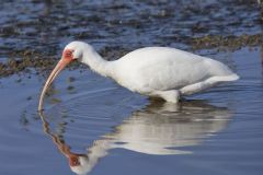 White Ibis, Eudocimus albus