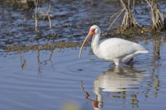 White Ibis, Eudocimus albus