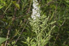 White Meadowsweet, Spiraea alba