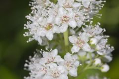 White Meadowsweet, Spiraea alba
