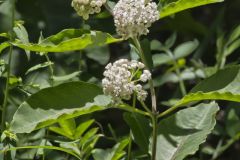 White Milkweed, Asclepias variegata