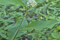 White Milkweed, Asclepias variegata