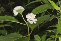 White Milkweed, Asclepias variegata