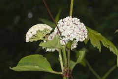 White Milkweed, Asclepias variegata