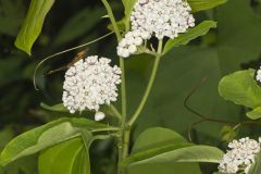 White Milkweed, Asclepias variegata