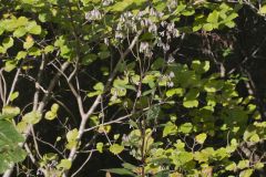 White Rattlesnakeroot, Nabalus albus