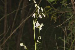 White Rattlesnakeroot, Nabalus albus