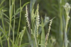 White Sweetclover, Melilotus albus