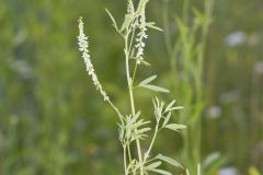 White Sweetclover, Melilotus albus