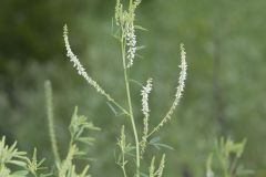 White Sweetclover, Melilotus albus